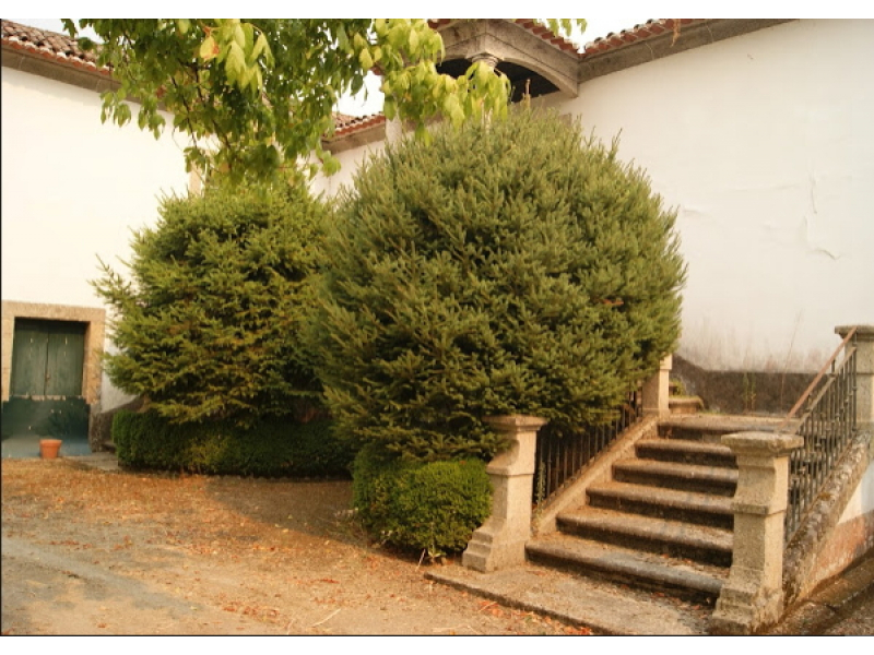 quinta 1