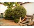 quinta 1